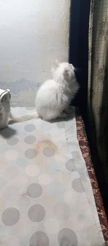 Persian cat for sale urgent deal only face to face 3