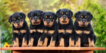 Rottweiler puppies 03361777030