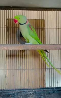 kashmiri parrot for sale