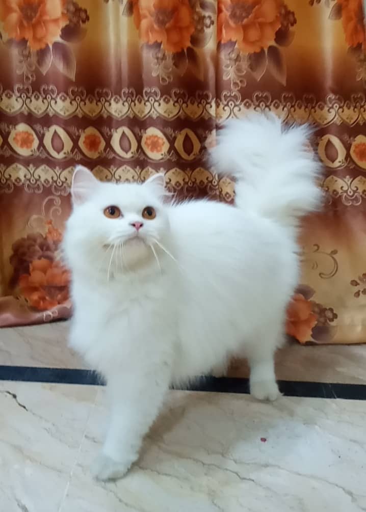 Persian cat Female for sell 0