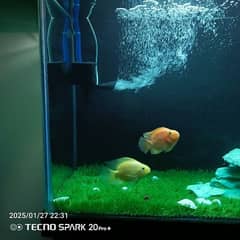 parrot fish pair