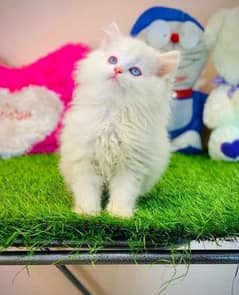 Persian cat 2 month age contact number 03248790419