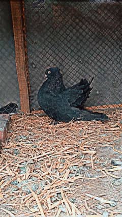 pigeon female for sale