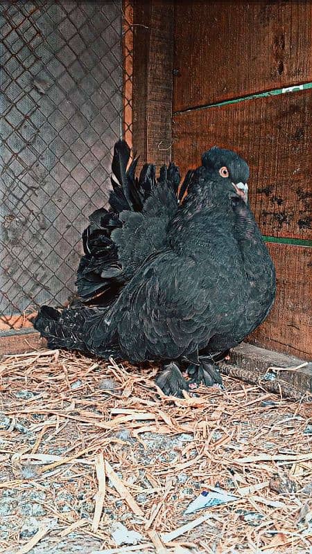 pigeon female for sale 1