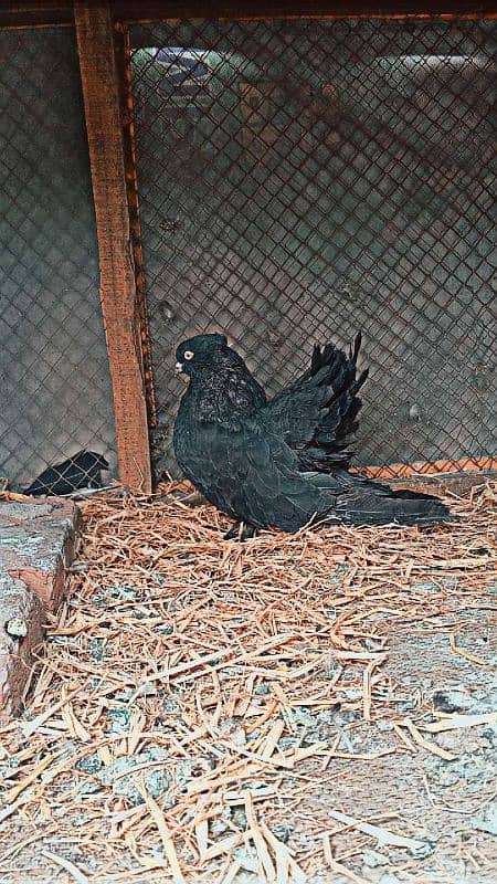 pigeon female for sale 2