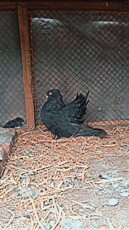 pigeon female for sale 3