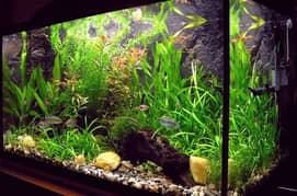 Aquraium Plants for sale