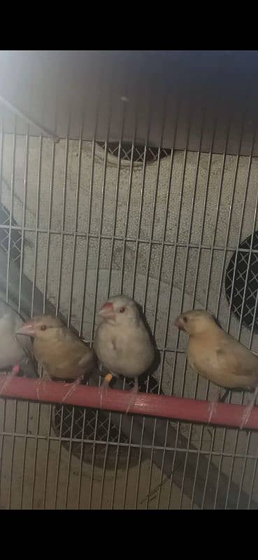 Java Chicks for sale, Silver/Fawn/Opal 2