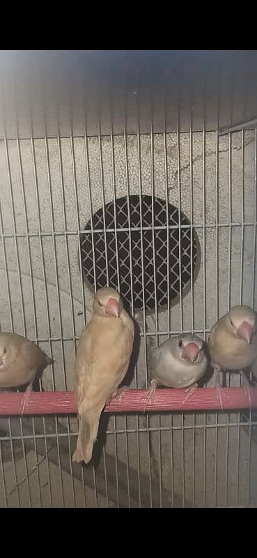 Java Chicks for sale, Silver/Fawn/Opal 7