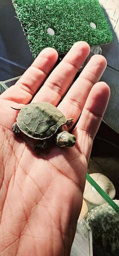 Red Ear Slider Coin Size Baby