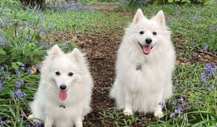 Russian dog for sale pair