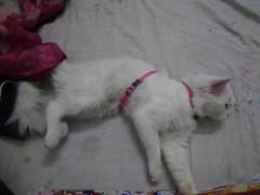 Persian male cat 2 coated