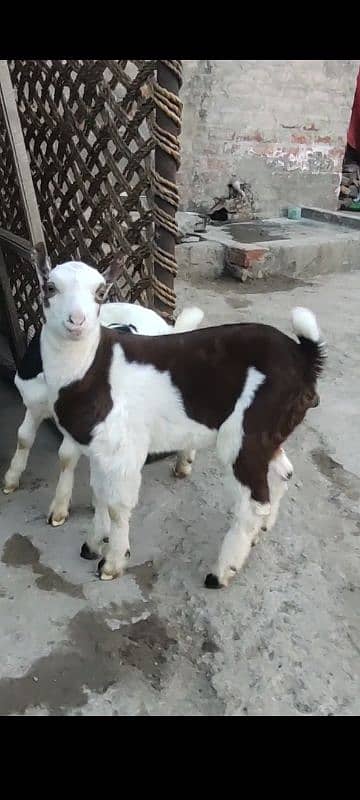 Ablak Teddy kids available teda bakra bakri Barbara barbari all 5