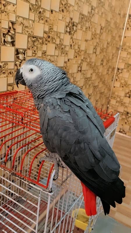 african grey 0