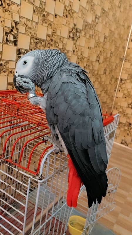 african grey 1