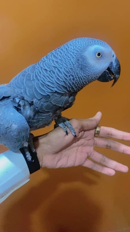 african grey 2