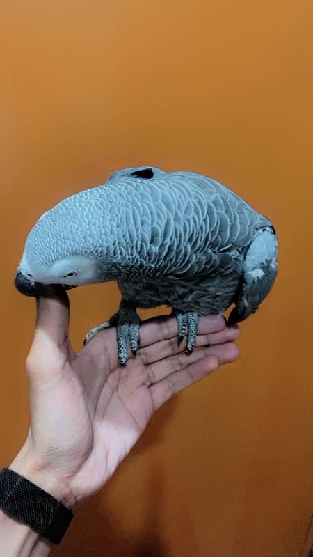 african grey 3