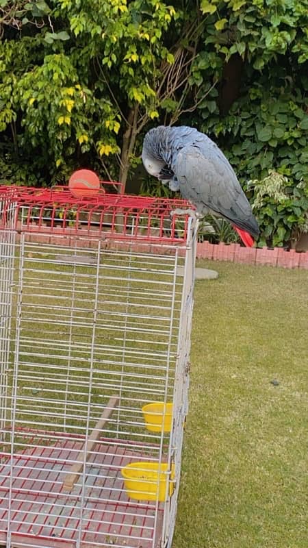 african grey 4