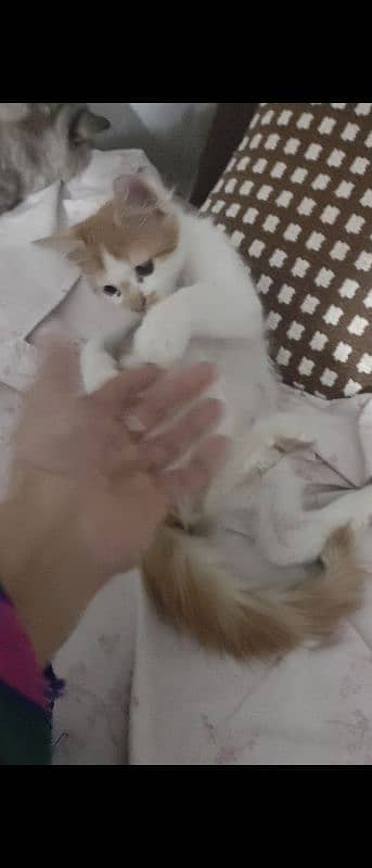 kitten for sale 2000 only 0341-2277579 5