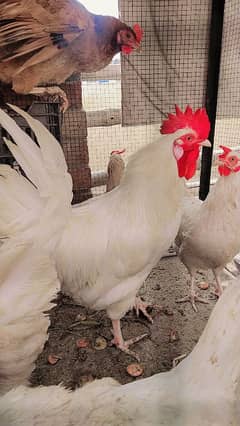 Golden Misri Hen's Female Egg laying