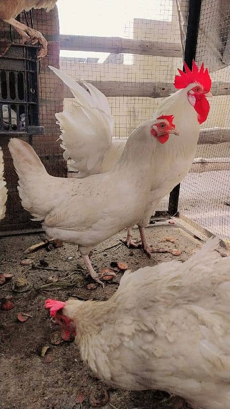 Golden Misri Hen's Female Egg laying 1