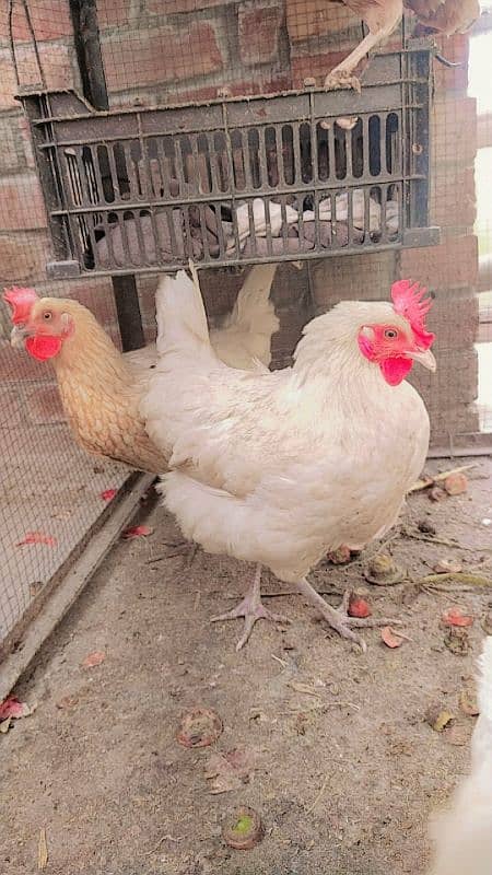 Golden Misri Hen's Female Egg laying 2