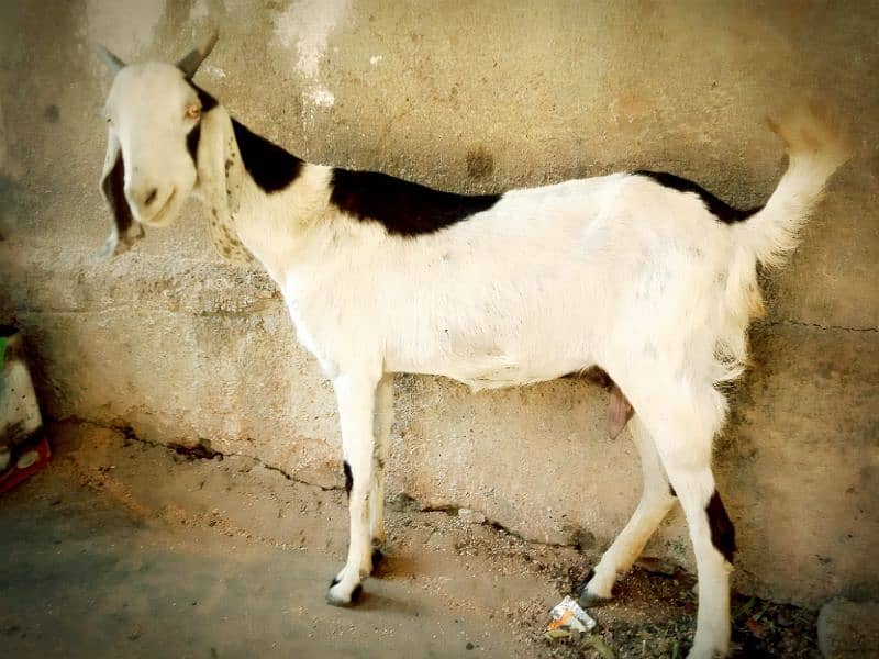 Tapri Goat with ablaq male kid 4