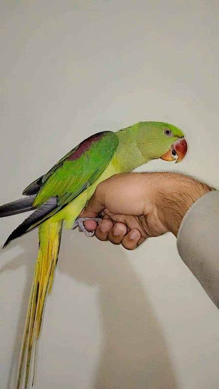 Raw parrot female 0