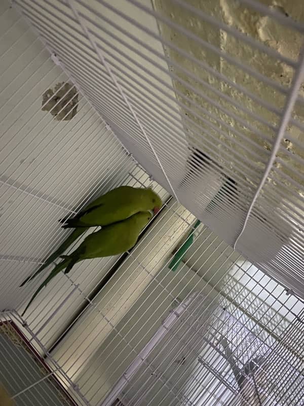 kahta green parrot pair for sale 0