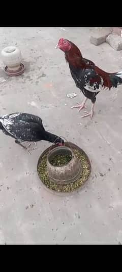 Aseel hen and Heera Aseel hen for sale