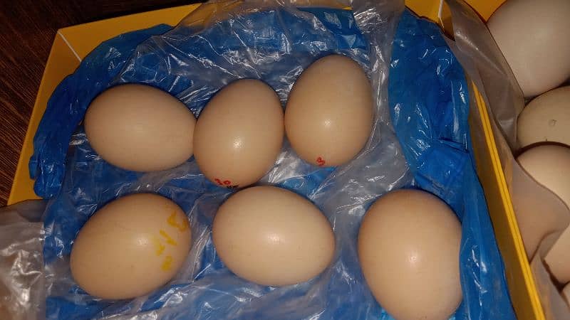 Aseel hen eggs 2