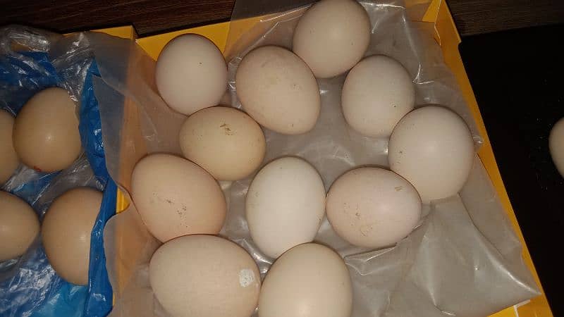 Aseel hen eggs 3