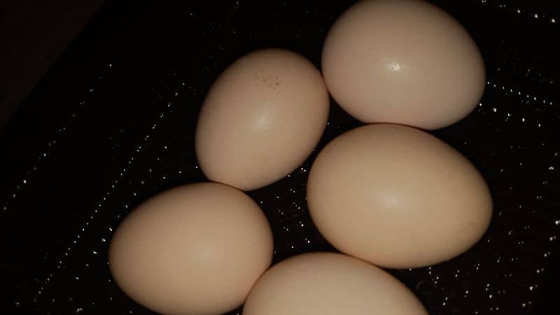 Aseel hen eggs 4