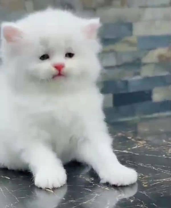 Persian beautiful cat for sale 0329/70/37/447 my WhatsApp number 0