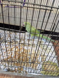 Green parrot for sale