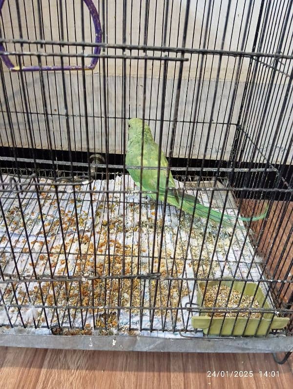 Green parrot for sale 1