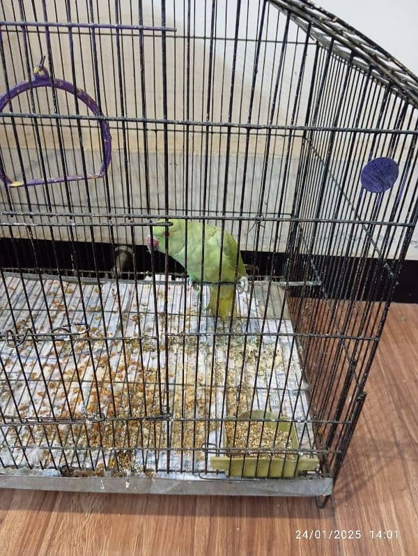 Green parrot for sale 2