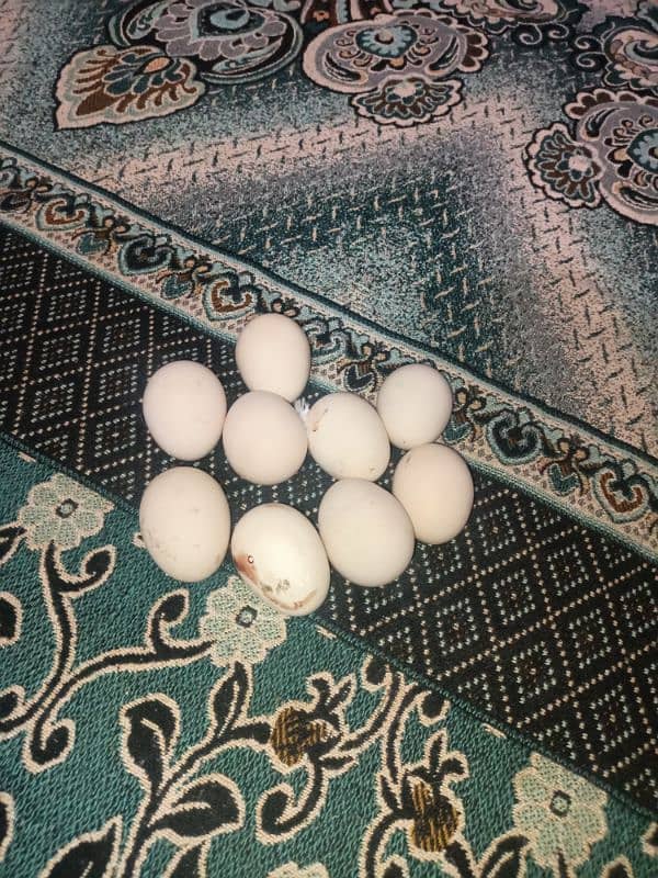 Egg for sale pure aseel good hight 0