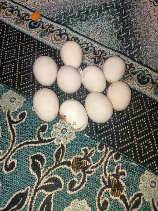 Egg for sale pure aseel good hight 1