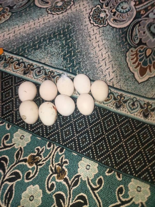 Egg for sale pure aseel good hight 2