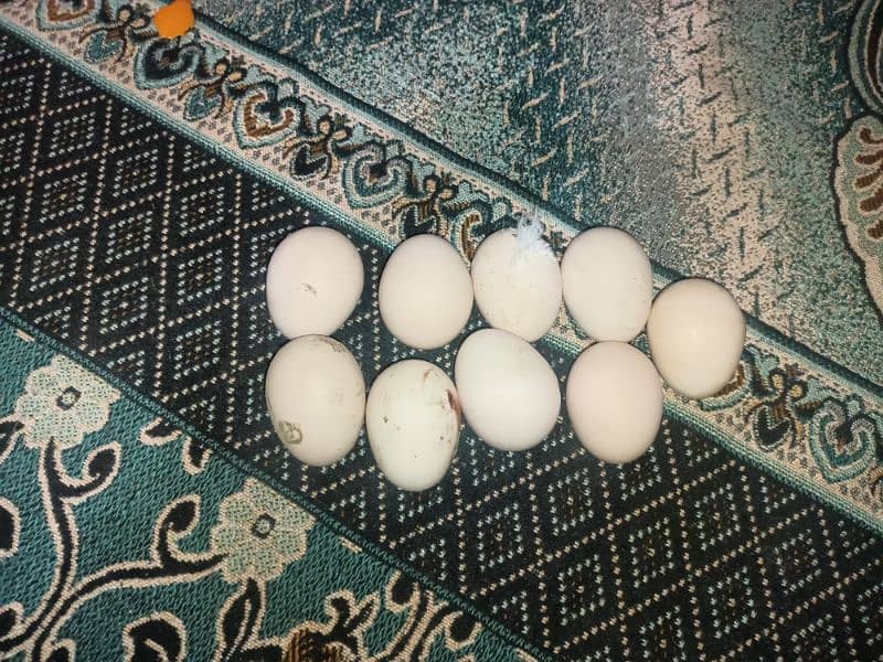 Egg for sale pure aseel good hight 3