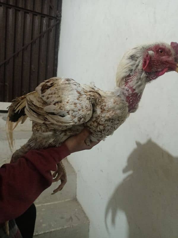 Egg for sale pure aseel good hight 4