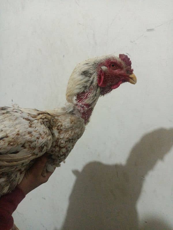 Egg for sale pure aseel good hight 5