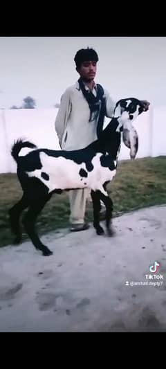 desi Bakra 11 mthon Ag bareeder bacha qurbani ka Liya best ha