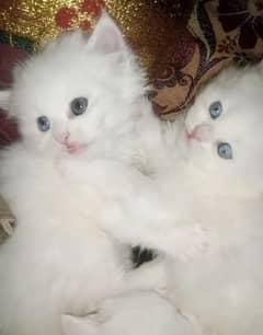 persion cat available