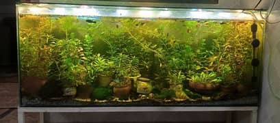 Planted Aquarium