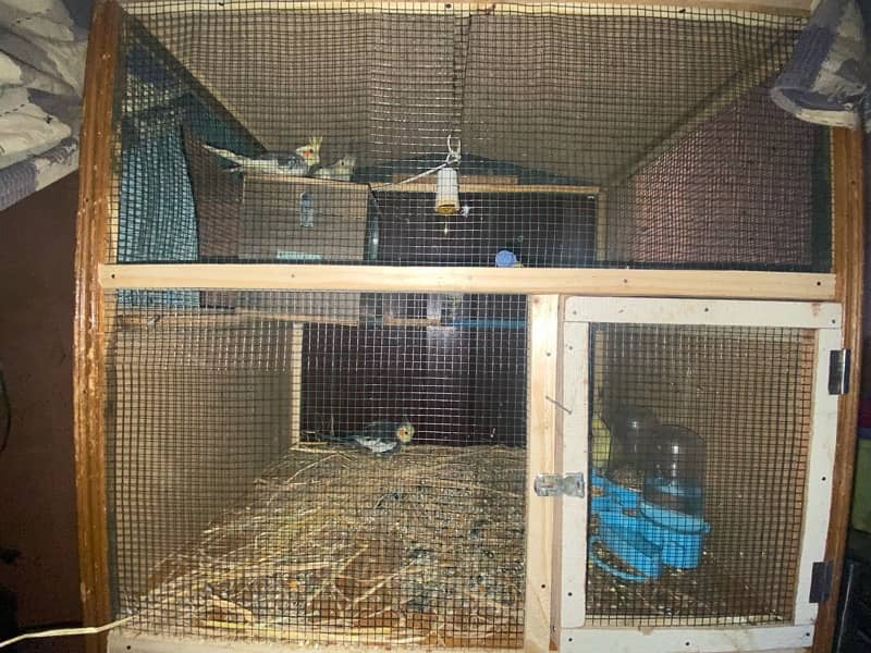 All parrots for sale and exchange 0