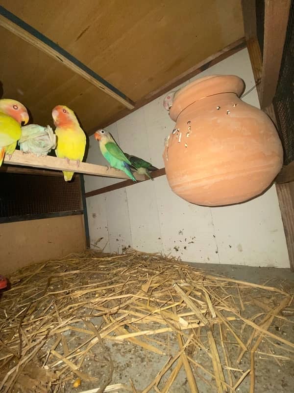 All parrots for sale and exchange 1