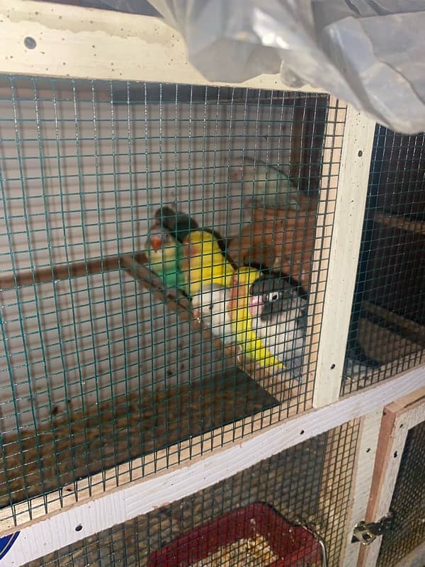 All parrots for sale and exchange 3