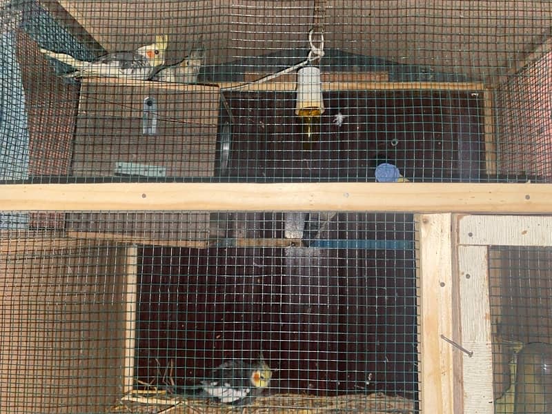 All parrots for sale and exchange 4